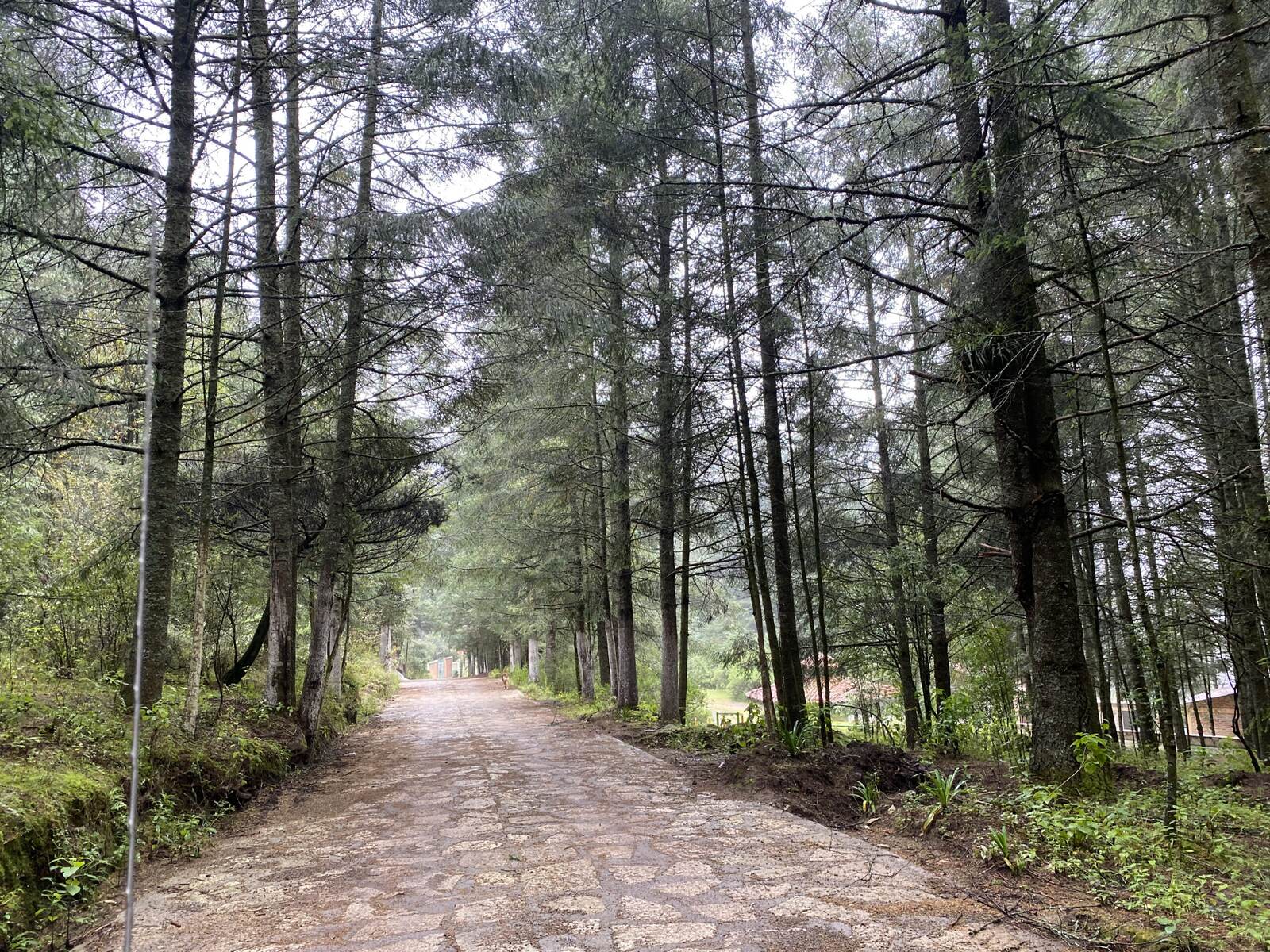 Real Las Flores – Lote Tipo - imagen 6