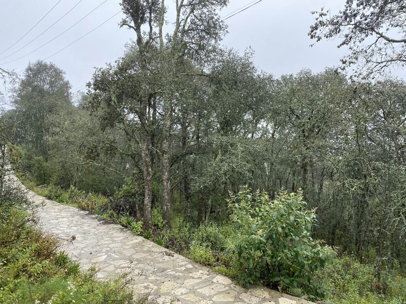 Real Las Flores – Lote Tipo - imagen 26