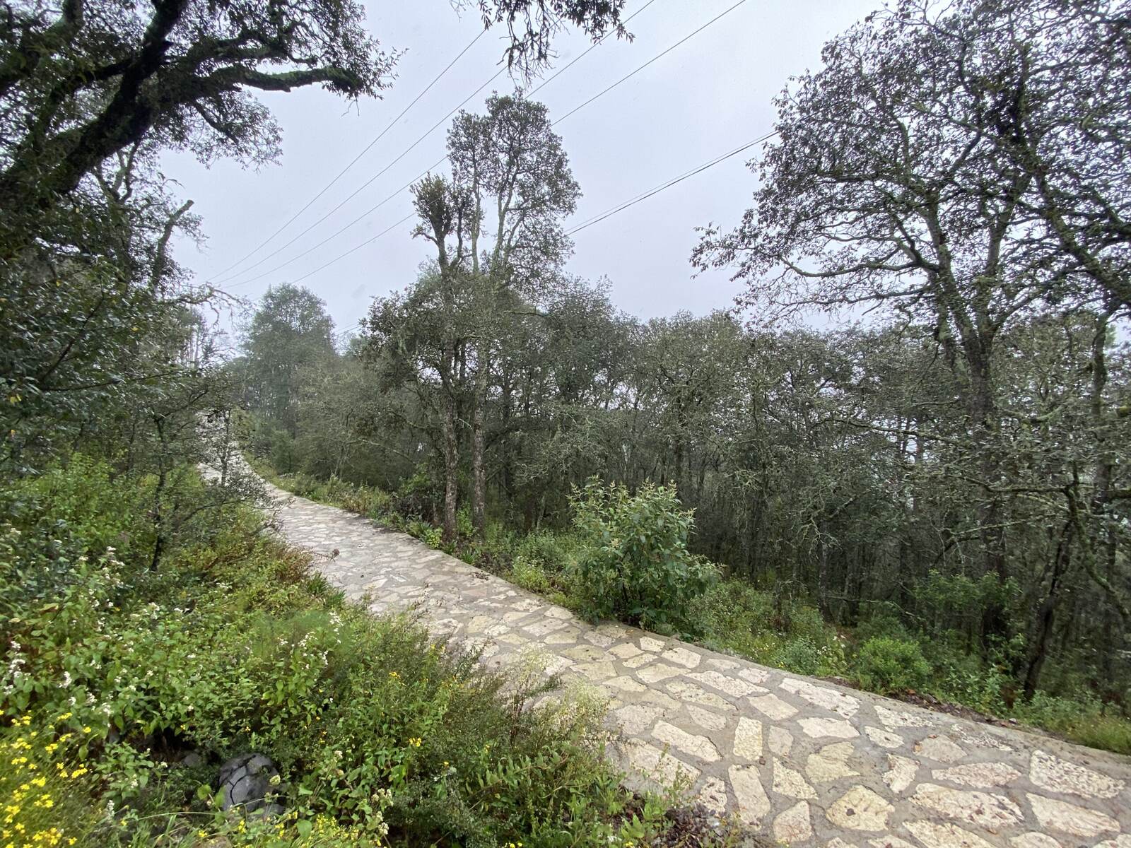 Real Las Flores – Lote Tipo - imagen 27
