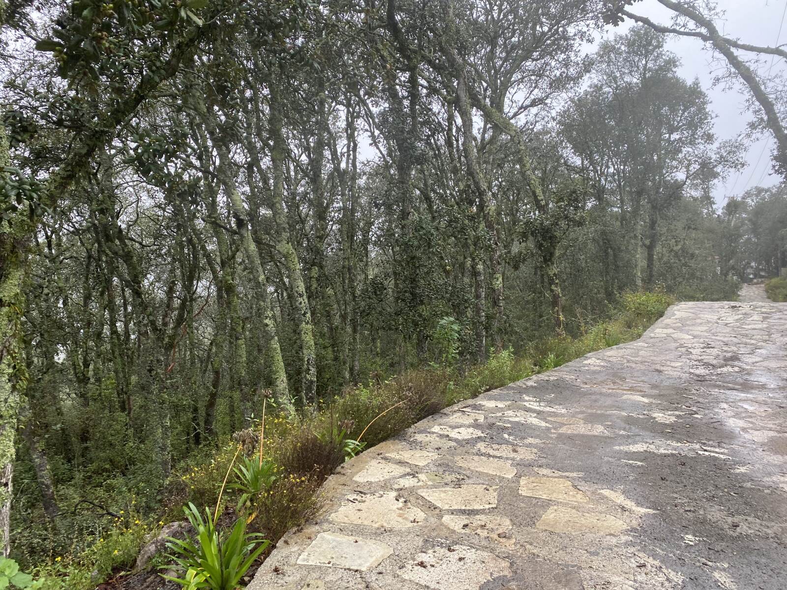 Real Las Flores – Lote Tipo - imagen 30