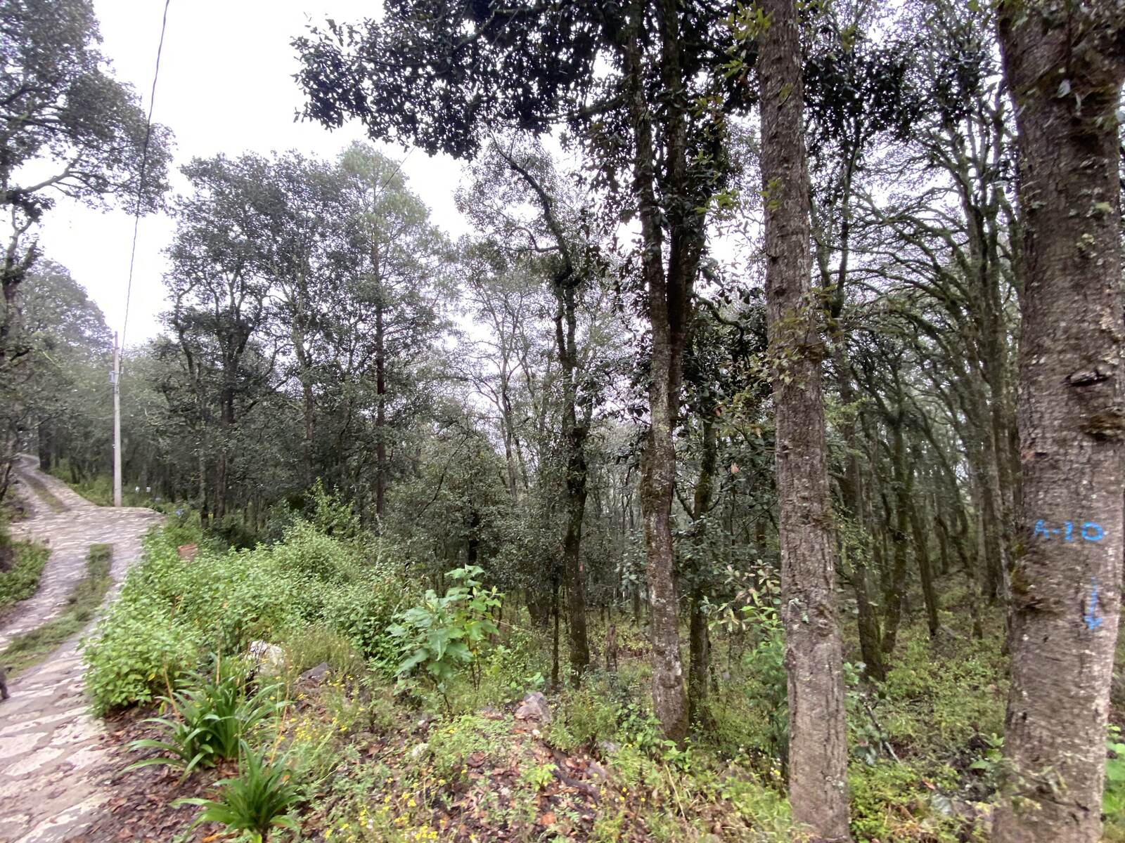 Real Las Flores – Lote Tipo - imagen 40