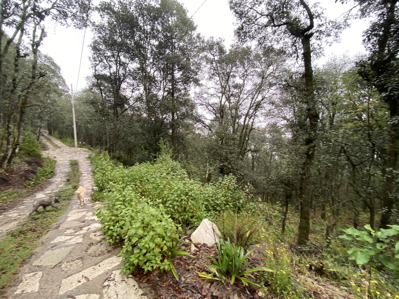 Real Las Flores – Lote Tipo - imagen 41