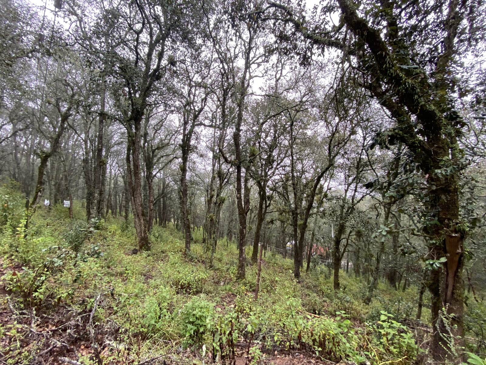Real Las Flores – Lote Tipo - imagen 42